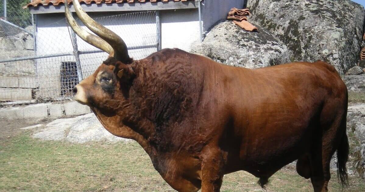 Raça Barrosã tem força e carne inigualáveis