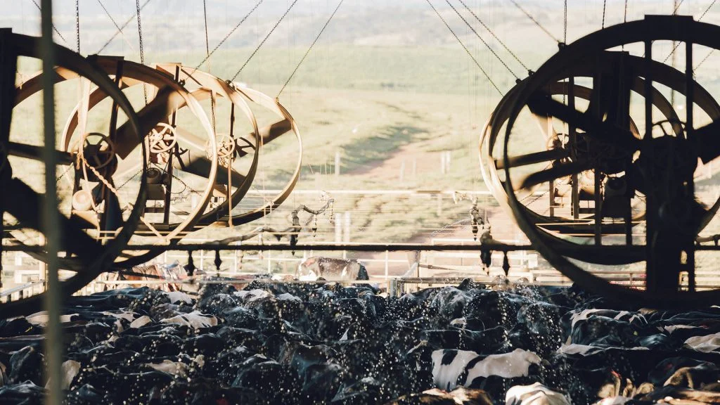 Resfriamento de vacas leiteiras: redução do estresse térmico 18 resfriamento de vacas leiteiras reducao do estresse termico 1