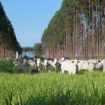 Resposta imune de novilhas Nelore é maior em sistemas ILPF