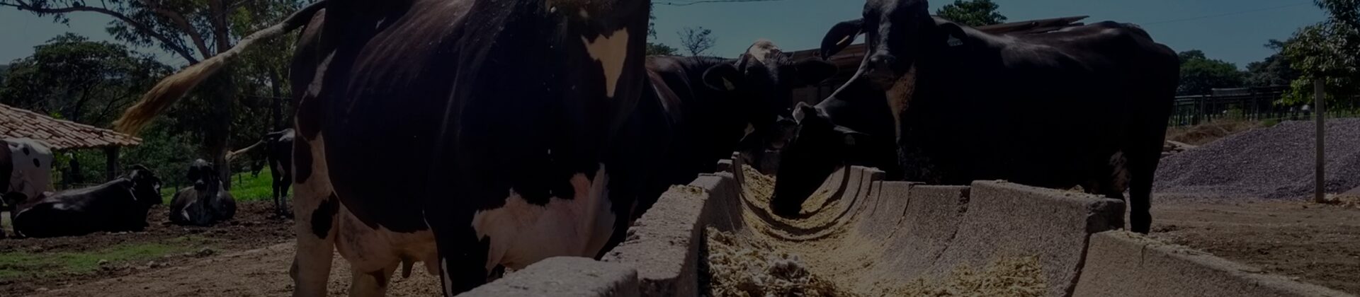 Saiba mais sobre a importância da fibra na nutrição da pecuária leiteira