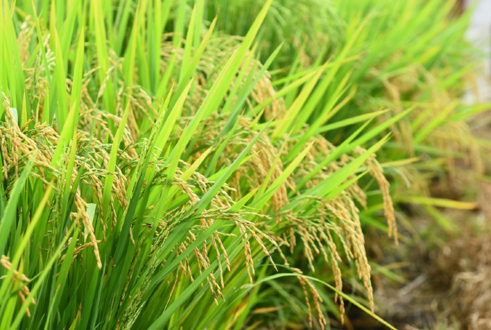 saiba tudo sobre o cenario do mercado de arroz no mundo