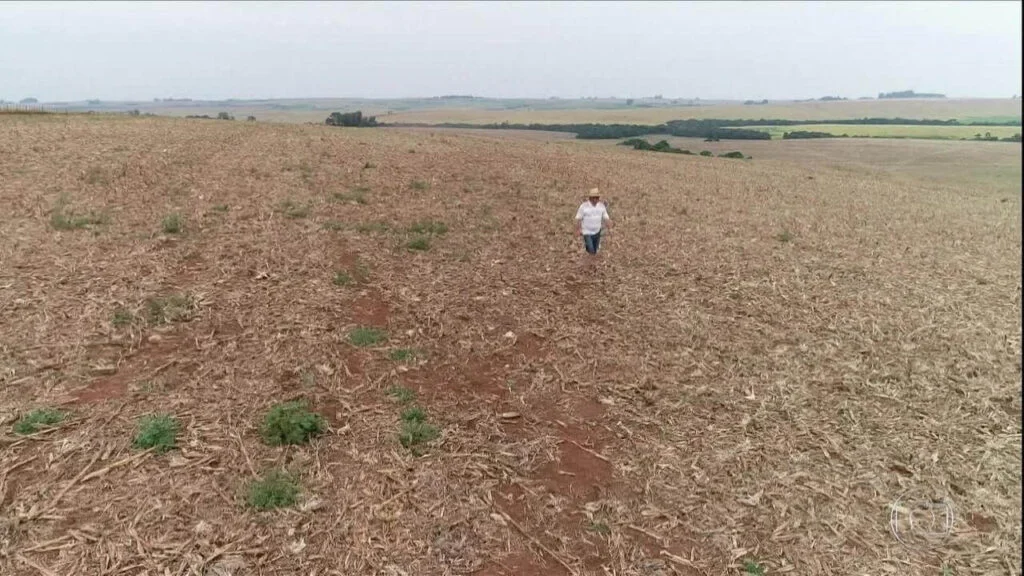Seca Provoca Prejuízo No Sul e Agora ? 7 Veja, pecuaristas tem perdas irreversíveis com La Niña