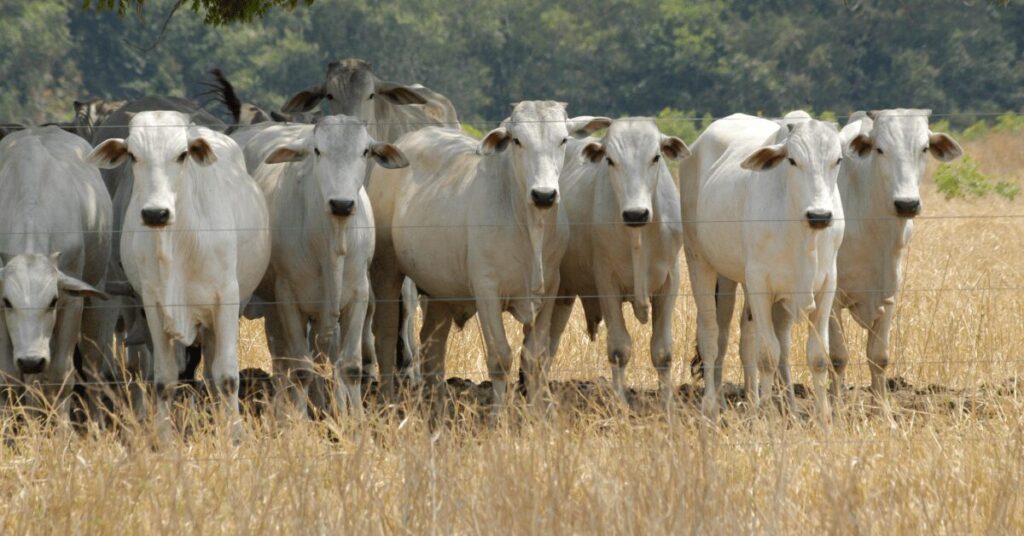 Semana marcada por quedas nos preços da arroba em meio ao ritmo mais lento dos negócios • Portal DBO 14 semana marcada por quedas nos precos da arroba em meio ao ritmo mais lento dos negocios portal dbo