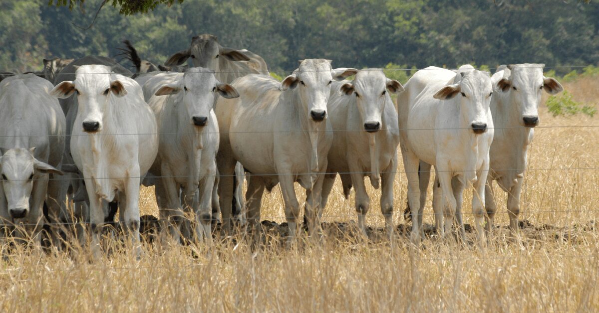 semana marcada por quedas nos precos da arroba em meio ao ritmo mais lento dos negocios portal dbo