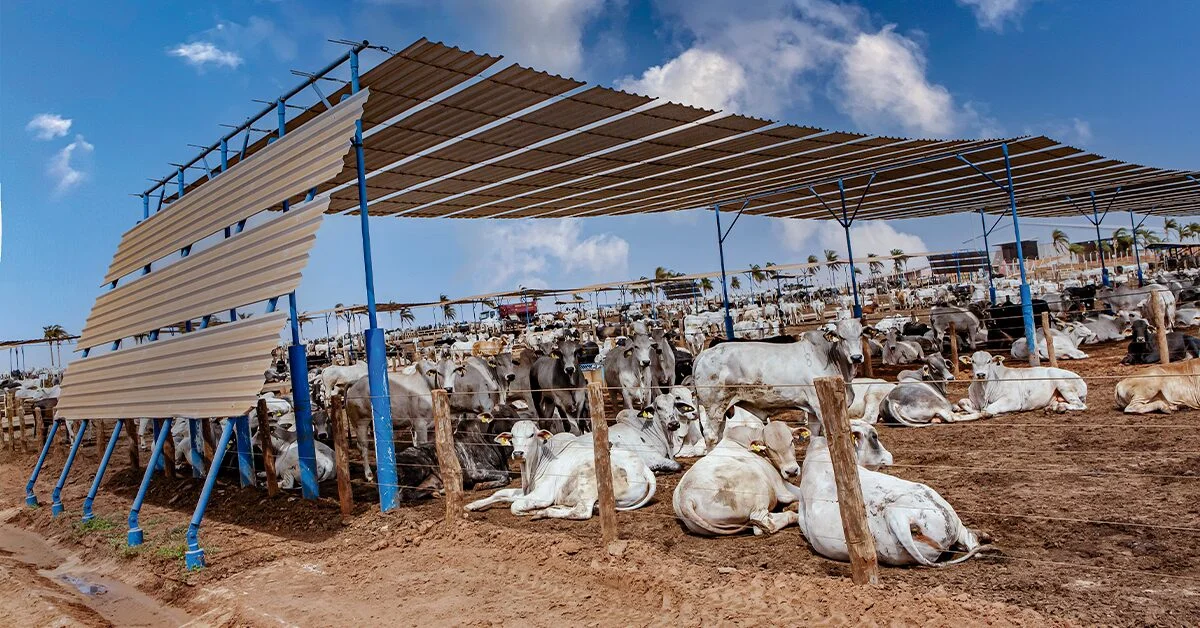 semana termina com ritmo fraco nas negociações e atenção voltada para o mercado em setembro • Portal DBO 20 semana termina com ritmo fraco nas negociacoes e atencao voltada para o mercado em setembro portal dbo