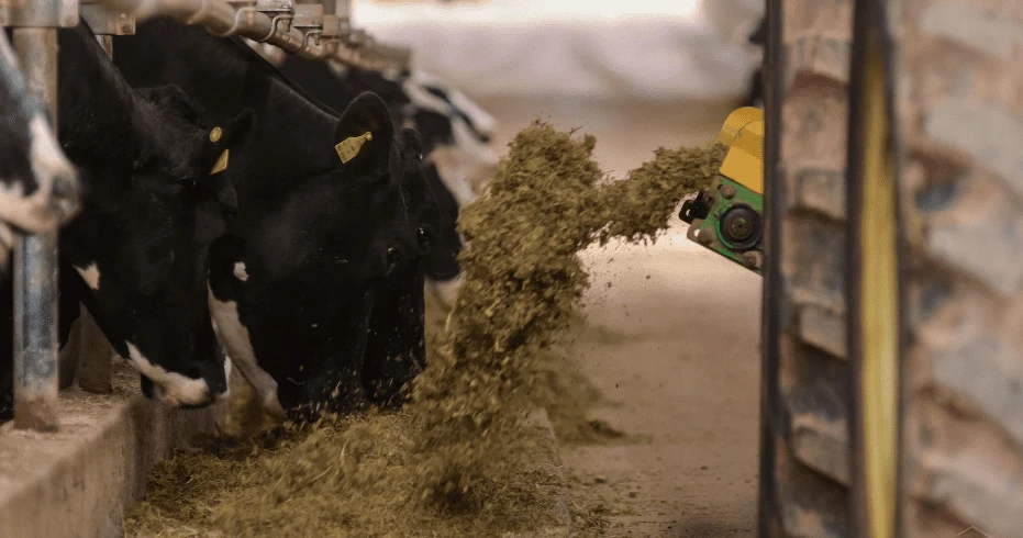 silagem de milho na pecuaria leiteira 4