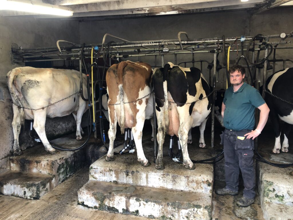 sistema da velha escola no aleitamento leitrim e fazenda de gado leiteiro