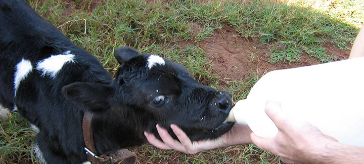 Substitutos lácteos - Aprenda a escolher a maneira inteligente 4 substitutos lacteos aprenda a escolher a maneira inteligente 1