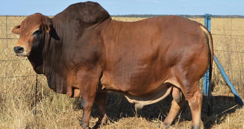 Touro boran bate recorde de raça SA com preço de R2,3 milhões