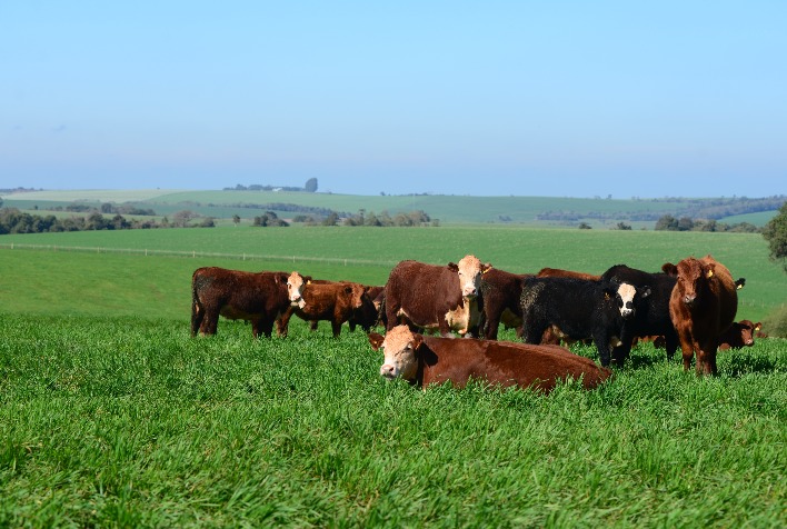 Trigo para alimentação humana e animal são destaques da Embrapa na Mostra Rural de Inverno