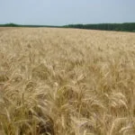 trigo para alimentacao humana e animal sao destaques da embrapa na mostra rural de inverno