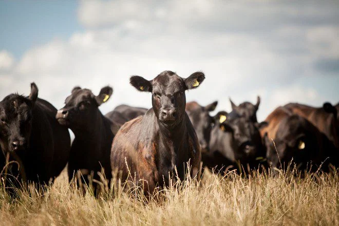 Entenda o ‘por que’ F1 Angus x Nelore é tão cobiçado