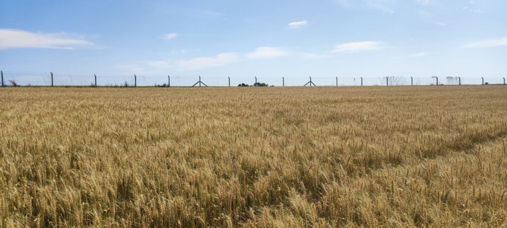 uso de boas praticas nas lavouras pode aumentar a producao de trigo no brasil
