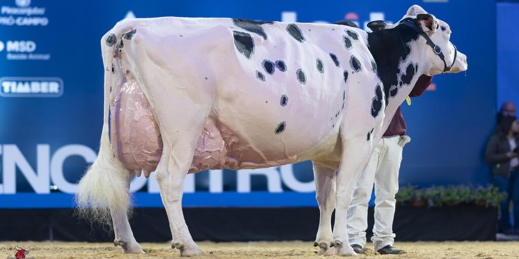 Vaca Holandesa Campeã Suprema das Raças do Agroleite