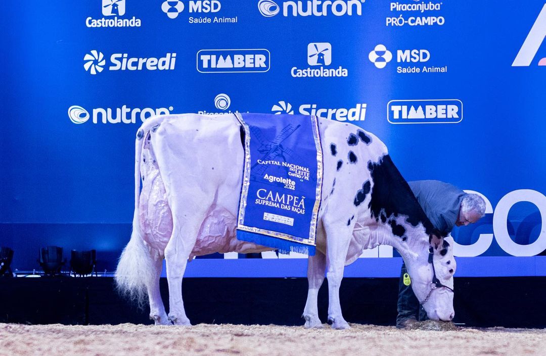 Vaca se torna bicampeã da ‘Suprema das Corridas’;  Vídeo!