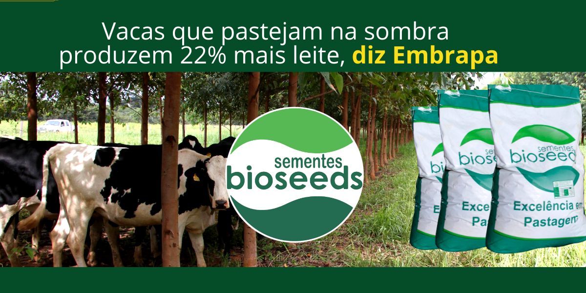 vacas que pastam a sombra produzem 22 mais leite diz embrapa