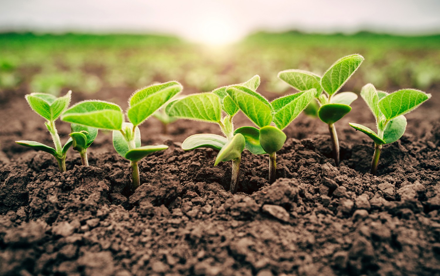 13 práticas para a plantação de soja