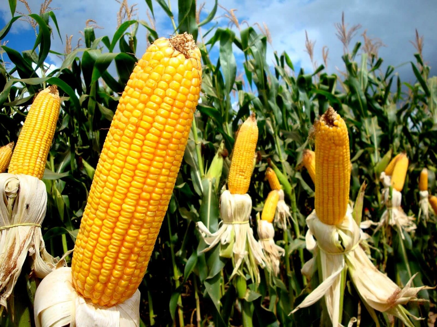 colheita do milho recua 2%