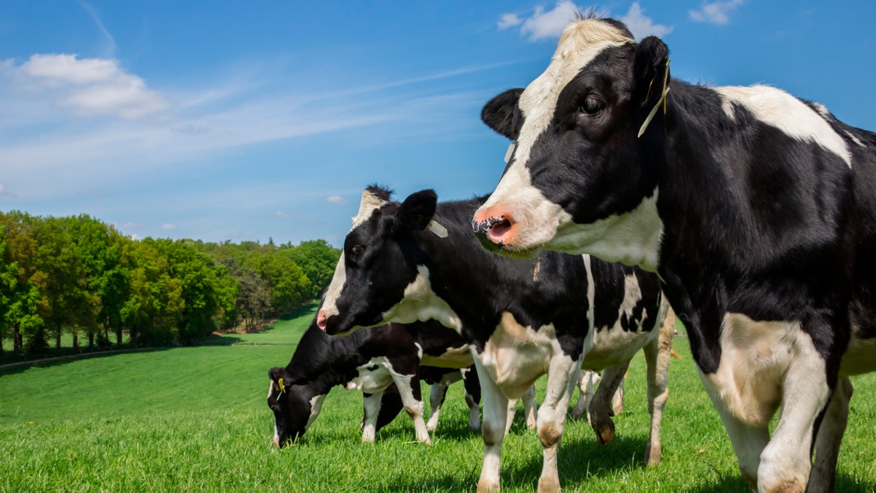 Nutrição do gado: a base sólida para a produção