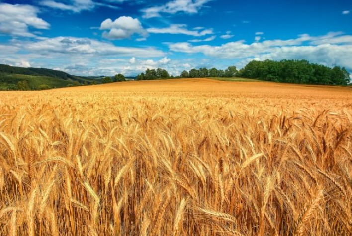 As culturas de trigo apresentam bom desenvolvimento e boa fitossanidade