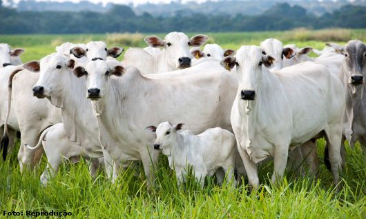 Preço do Boi Decola E sobe Quase R$ 5,00 1 Boi Decola E Sobe Quase 5,00