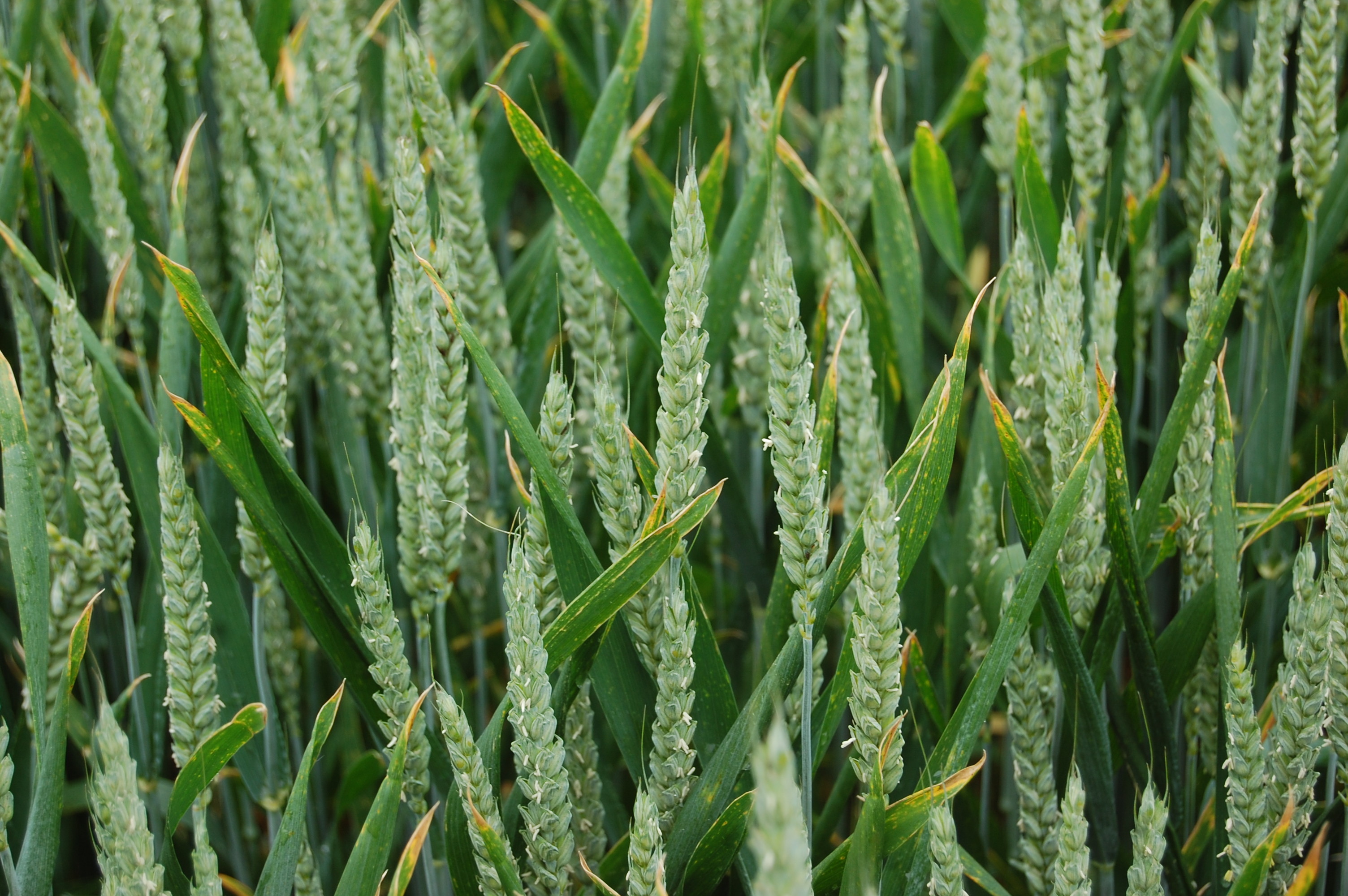 DAFM atualiza listas de variedades recomendadas de cereais de inverno