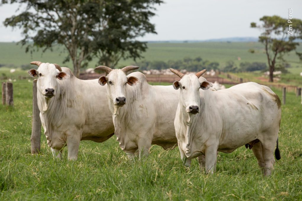 Descarte vacas veja como lucrar mais com elas