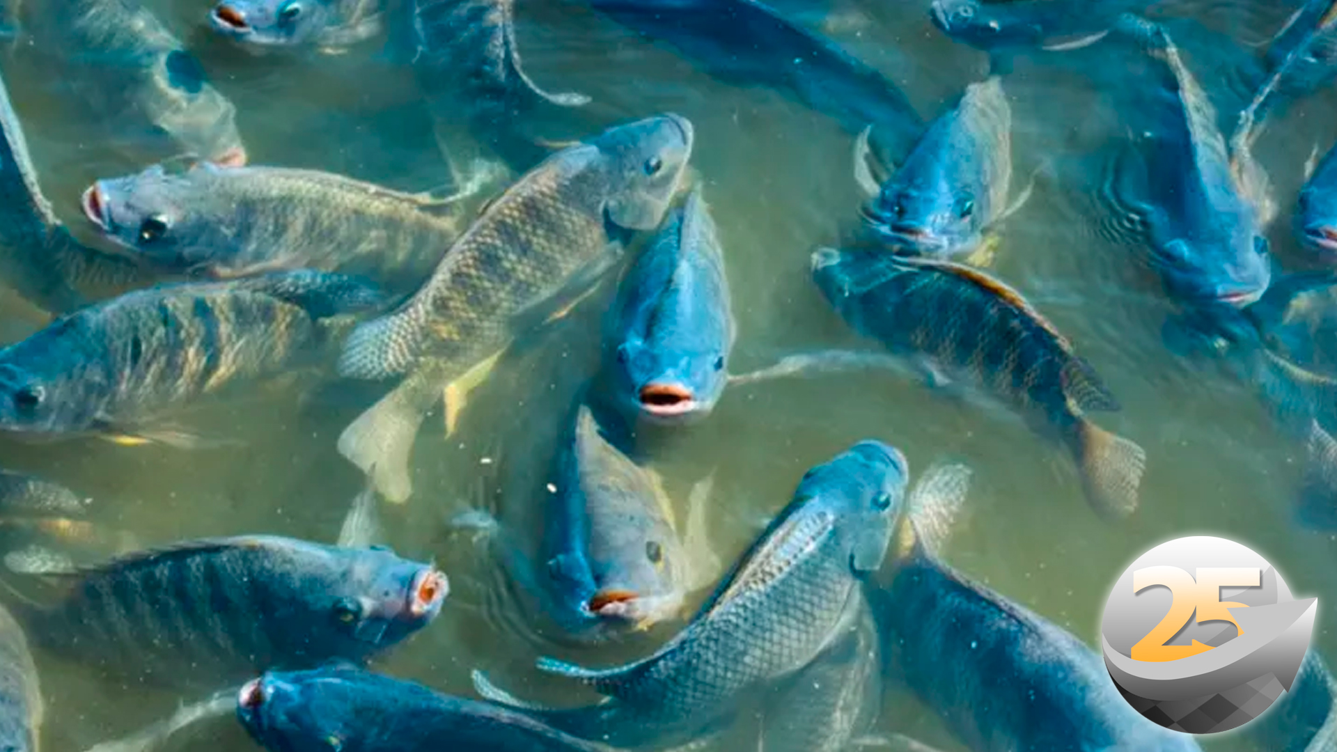 Embrapa Pandemia muda comportamento do consumidor de pescado no Brasil