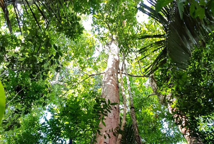 Estudo comprova ampla ocorrencia de ipe nas florestas brasileiras