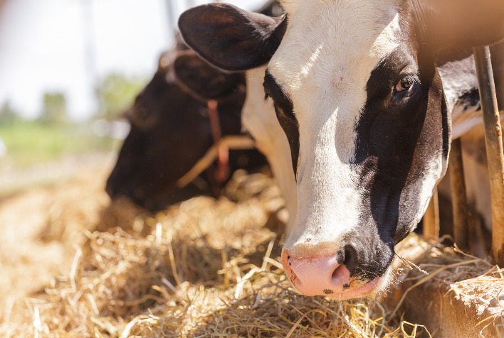 Mastite subclinica e seu impacto silencioso em fazendas leiteiras