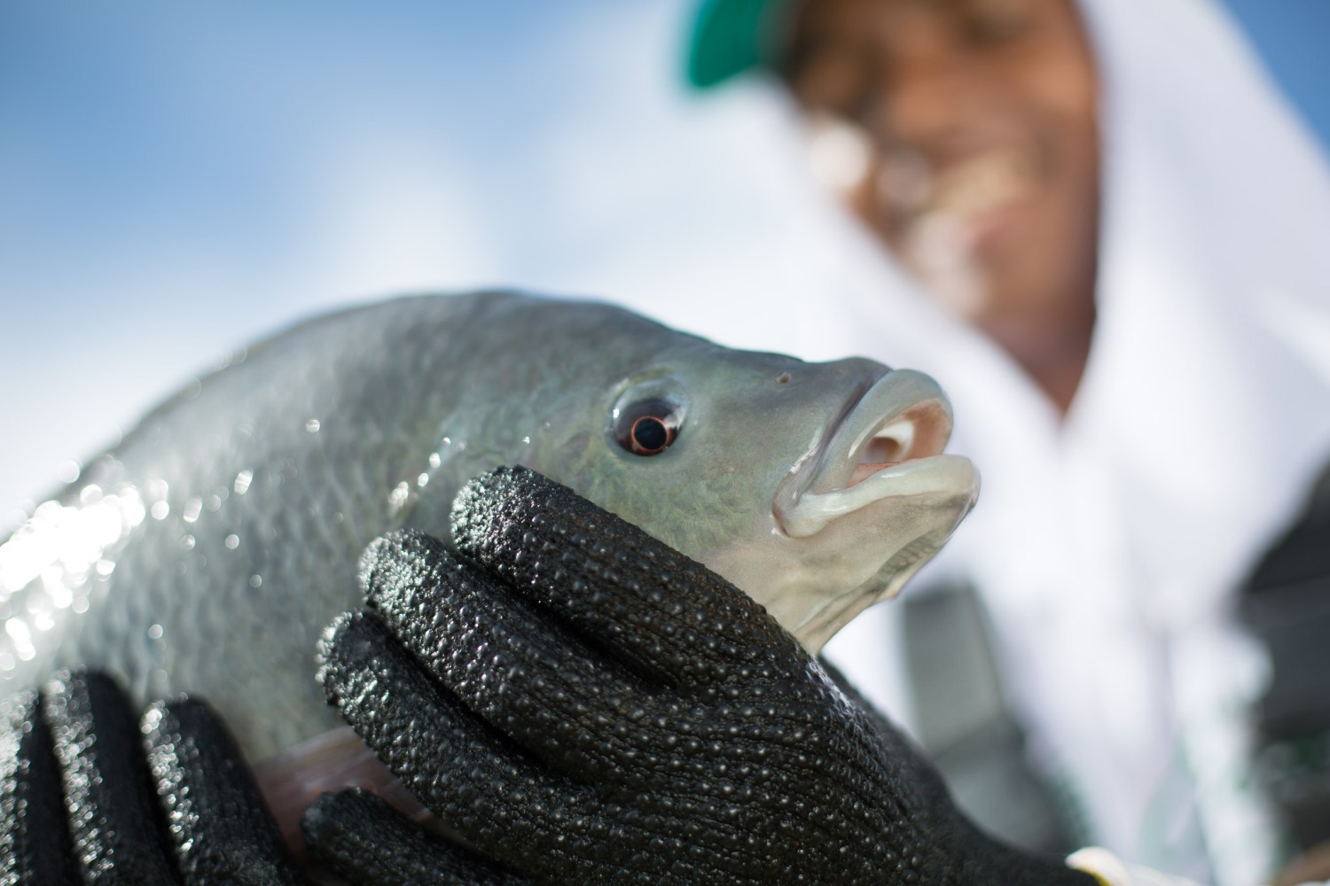O papel da piscicultura na agricultura familiar
