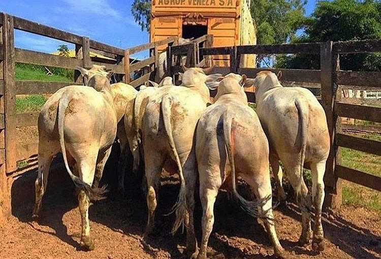 Passo a passo isencao de ICMS no transporte de gado