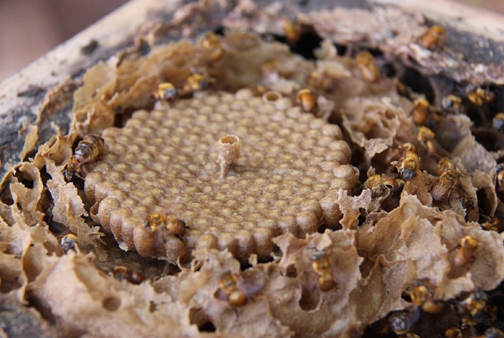 Pesquisadores e apicultores trabalham juntos para salvar abelhas ameacadas de
