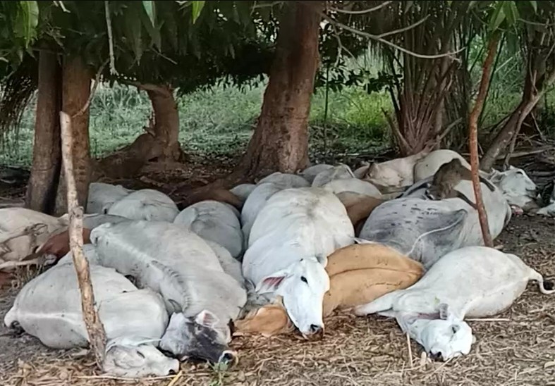 Raio mata 36 cabeças de gado durante chuva forte