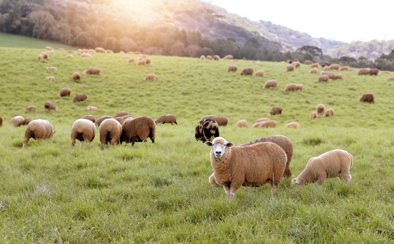Desenvolvimento da ovinocultura em SC