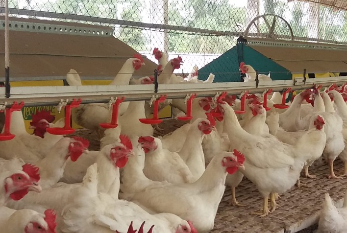 Simposio da ACAV tera uma abordagem cientifica a avicultura industrial