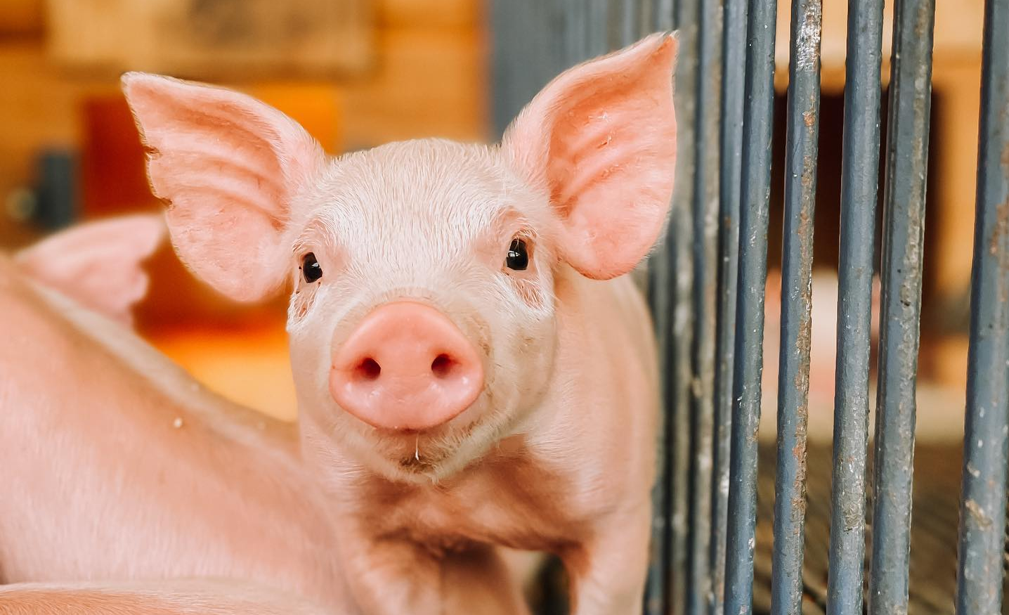 Suinocultura mundial tem encontro no Pork 20 anos
