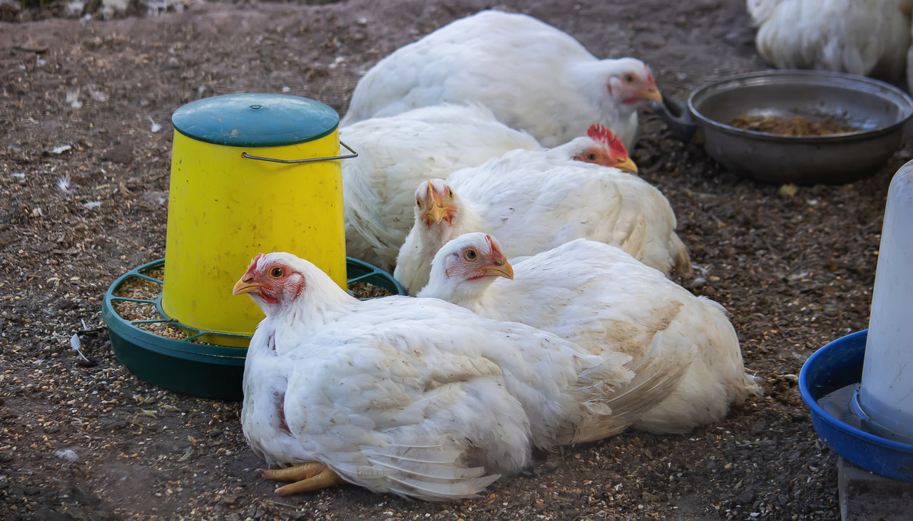 Surtos de gripe aviaria colocam paises em alerta e abrem