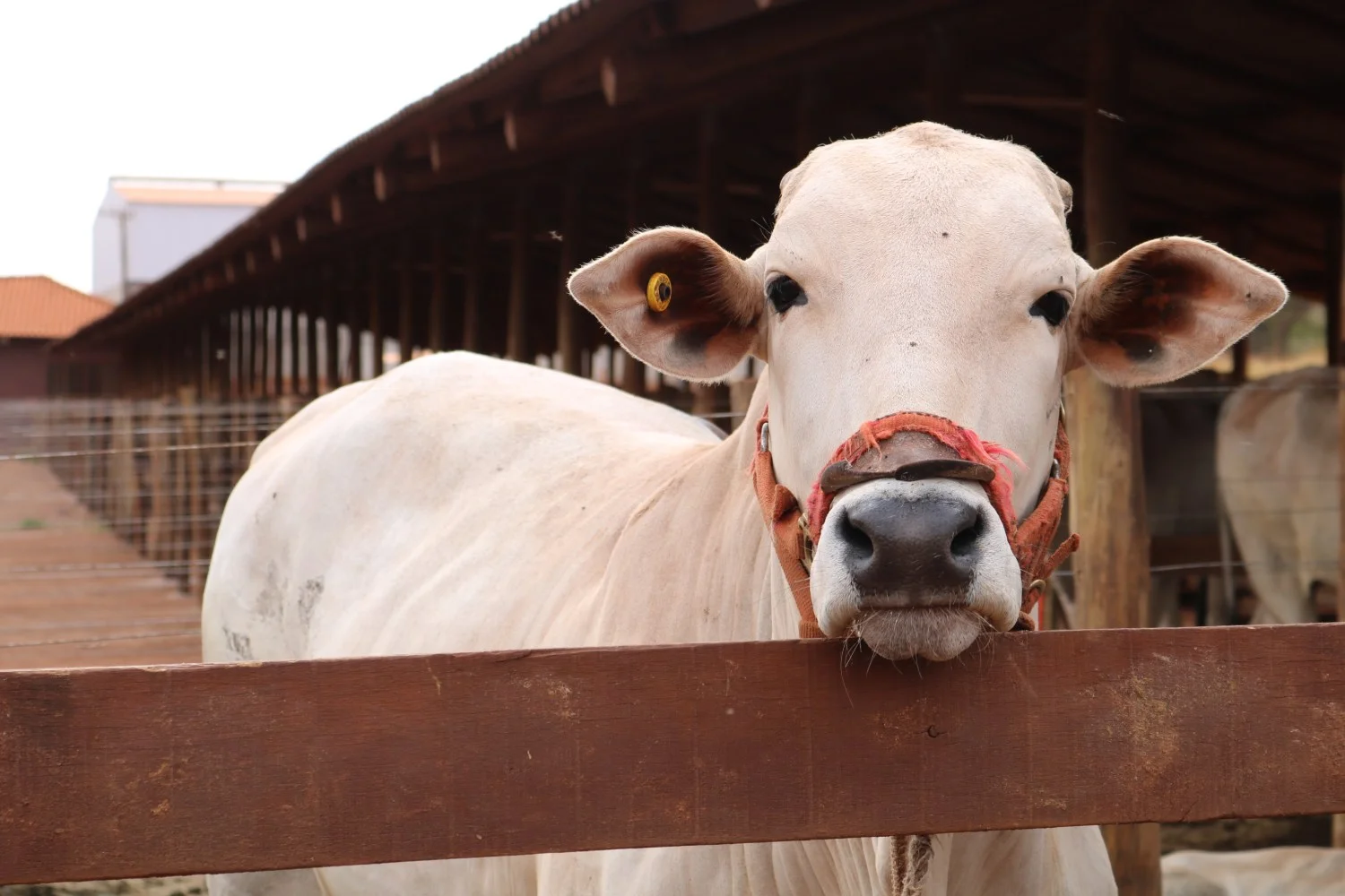A distância física ou social influencia a noção de agricultura dos brasileiros 1 CompreRural.com