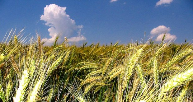 Abitrigo: Congresso do Trigo discute momento crucial para a cadeia do cereal…