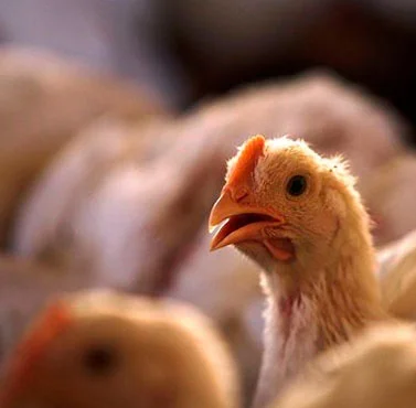 abpa brazilian chicken promove exposicao na casa brasil em londres 1