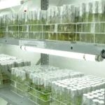 Banco Mundial de Sementes detém uma das maiores riquezas da humanidade