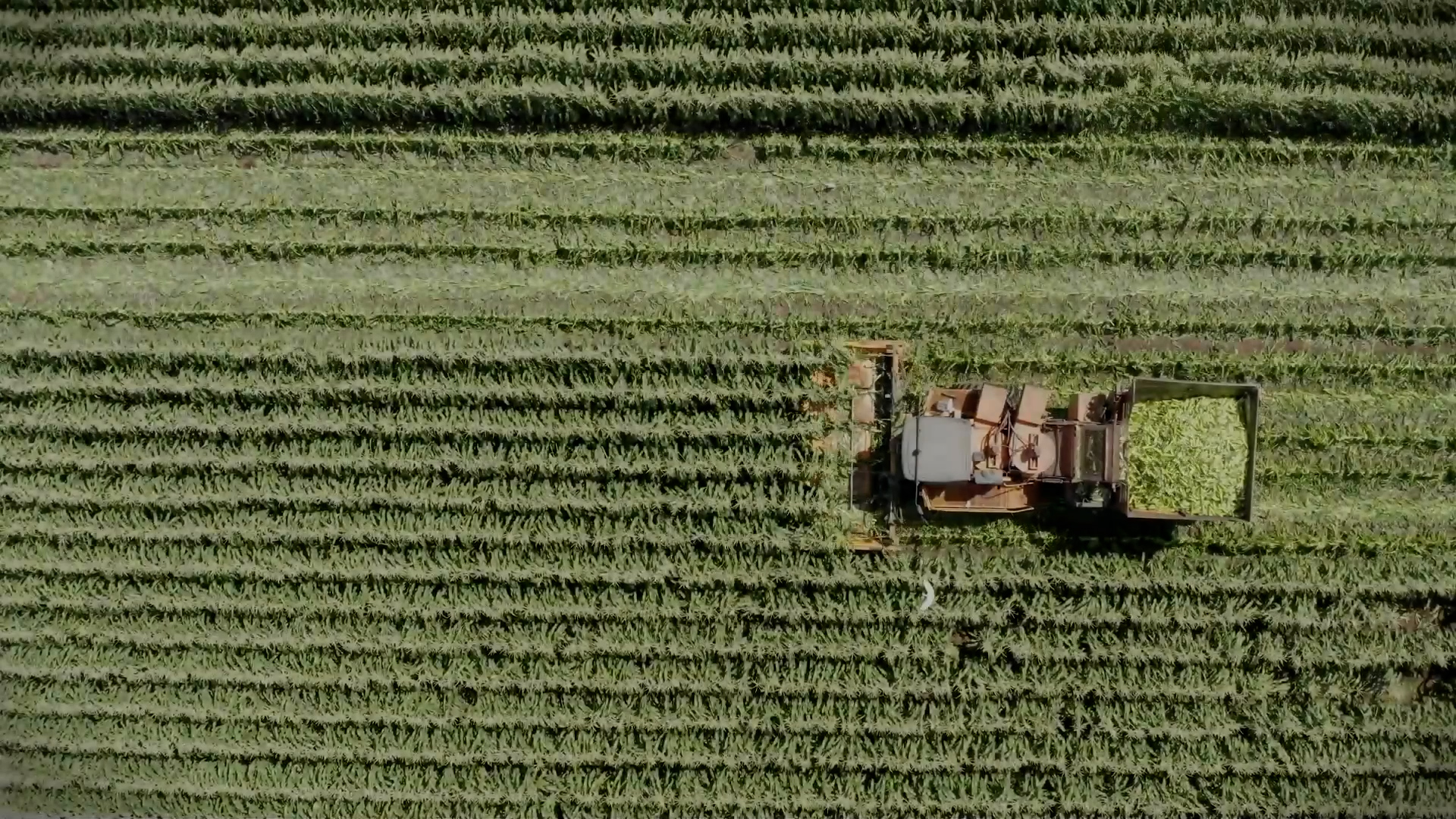 bayer apoia a sustentabilidade na agricultura com sua iniciativa carbon bayer