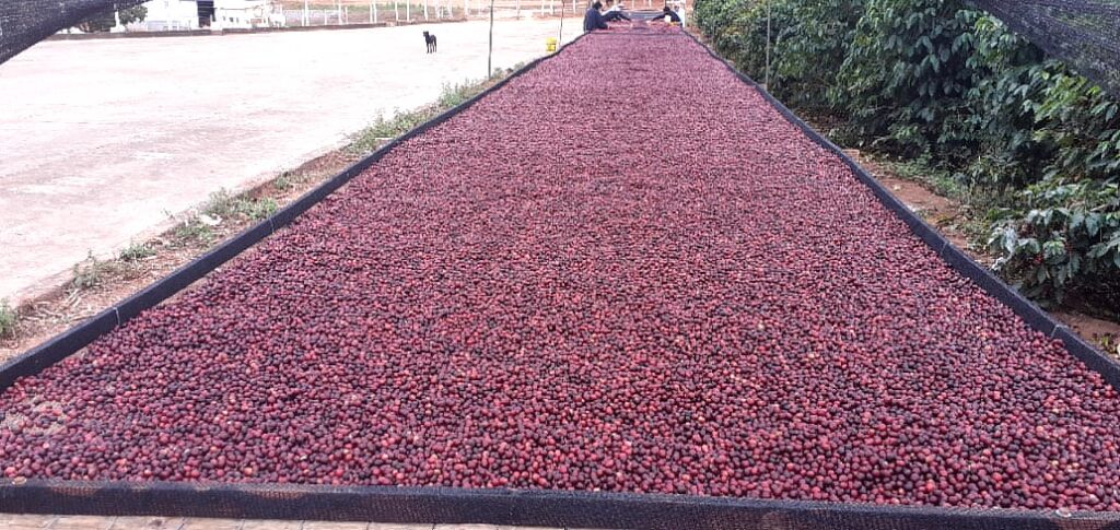 brasil busca melhorar safra do cafe