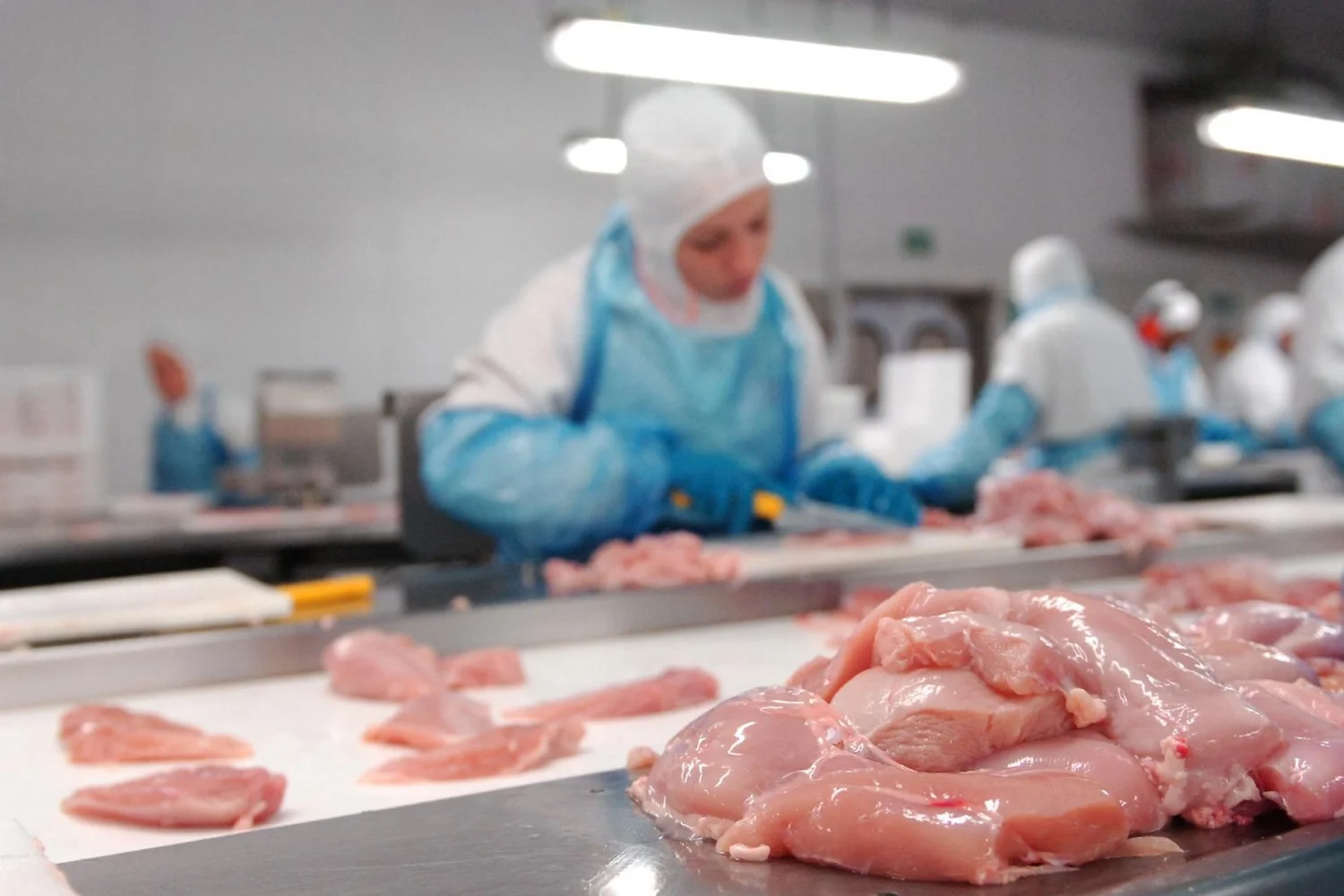 Brazilian Chicken promove exposição na Casa Brasil, em Londres 5 CompreRural.com