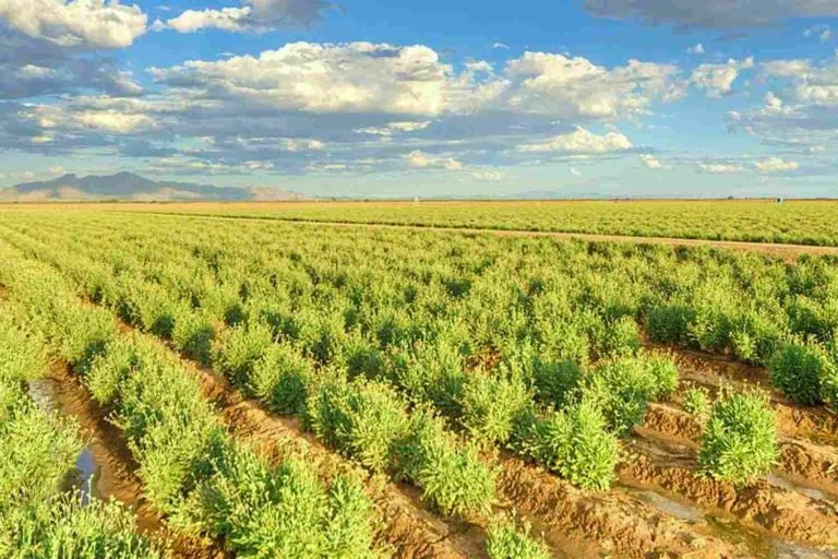 bridgestone investe r 500 milhoes para produzir borracha no deserto 1