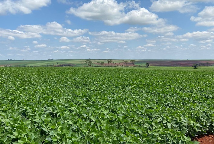 canaviais sustentaveis garantem producao acima da media nacional em fazenda no interior de sao paulo