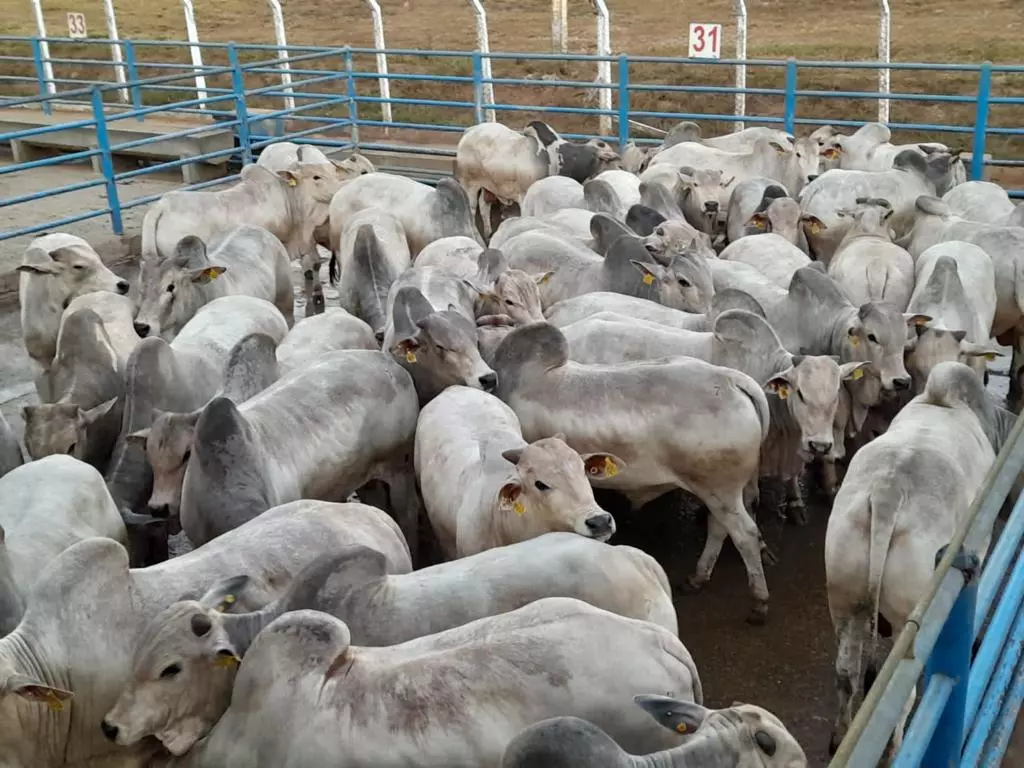 Circuito da Qualidade Nelore avalia 700 animais em Goiás