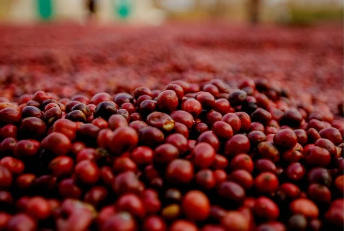 CNC tranquiliza produtores quanto à aprovação de sanções europeias ao café brasileiro 11 cnc tranquiliza produtores quanto a aprovacao de sancoes europeias ao cafe brasileiro