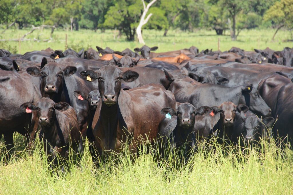 Como funciona o controle biológico do carrapato bovino? 24 Criação de gado bovino - vaca angus